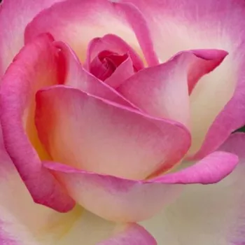 Rózsák webáruháza. - climber, futó rózsa - fehér - rózsaszín - Princesse De Monaco® Gpt - diszkrét illatú rózsa - gyümölcsös aromájú - (200-300 cm)