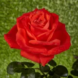 Vörös - virágágyi grandiflora - floribunda rózsa - Online rózsa vásárlás - Rosa Prominent® - diszkrét illatú rózsa - ibolya aromájú