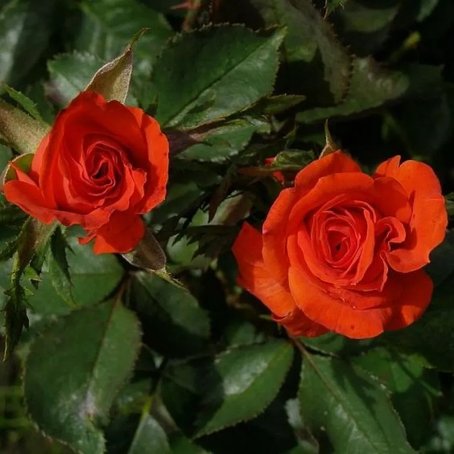 Czerwony - Róża - Prominent® - Szkółka Róż Rozaria