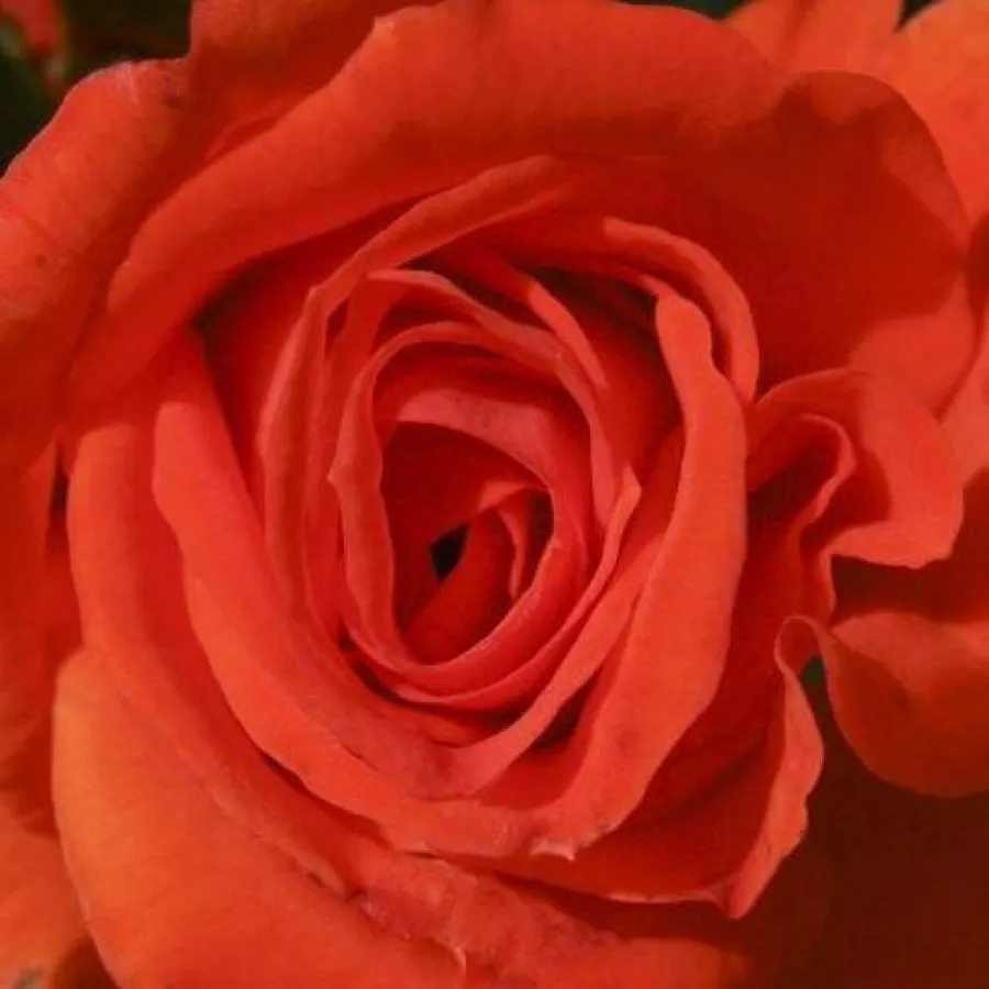 Grandiflora - Floribunda - Róża - Prominent® - Szkółka Róż Rozaria