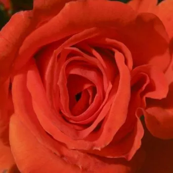 Online rózsa vásárlás - virágágyi grandiflora - floribunda rózsa - vörös - diszkrét illatú rózsa - ibolya aromájú - Prominent® - (70-90 cm)