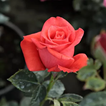 Rosa Prominent® - roșu - trandafiri pomisor - Trandafir copac cu trunchi înalt – cu flori teahibrid