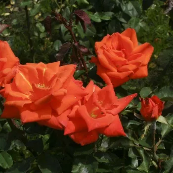 Rojo vivo - Árbol de Rosas Híbrido de Té - rosal de pie alto- forma de corona tupida