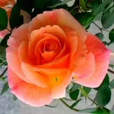 Drevesne vrtnice - rumena - Rosa Puerta del Sol - Diskreten vonj vrtnice