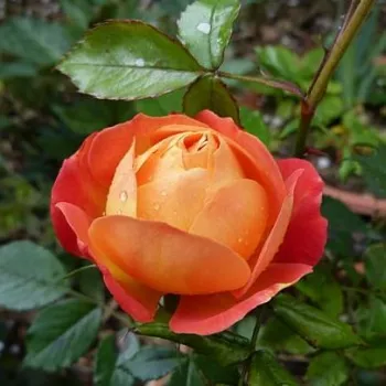 Rosa Puerta del Sol - jaune - rosier haute tige - Fleurs hybrid de thé