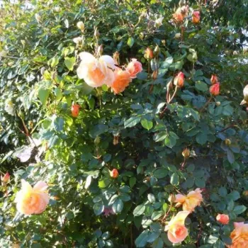 Žltá - stromčekové ruže - Stromkové ruže s kvetmi čajohybridov