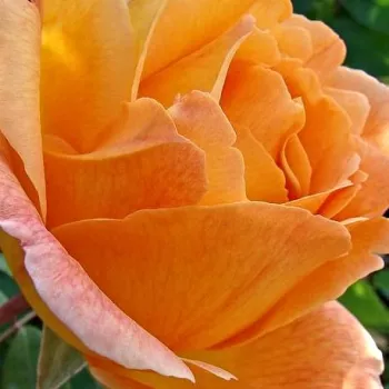 Ružová - školka - eshop  - stromčekové ruže - Stromkové ruže s kvetmi čajohybridov - žltá - Puerta del Sol - mierna vôňa ruží - škorica