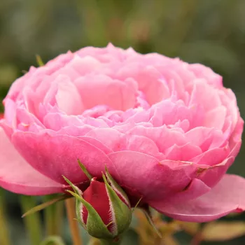 Rózsa rendelés online - rózsaszín - törpe - mini rózsa - Punch™ - diszkrét illatú rózsa - pézsmás aromájú - (30-40 cm)