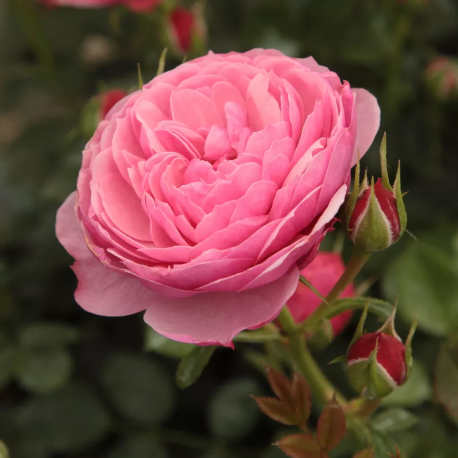 Trpasličia, mini ruža - Ruža - Punch™ - Ruže - online - koupit