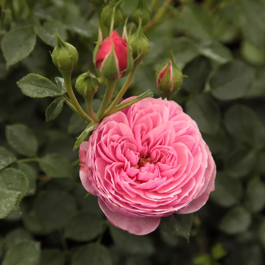Różowy - Róża - Punch™ - Szkółka Róż Rozaria