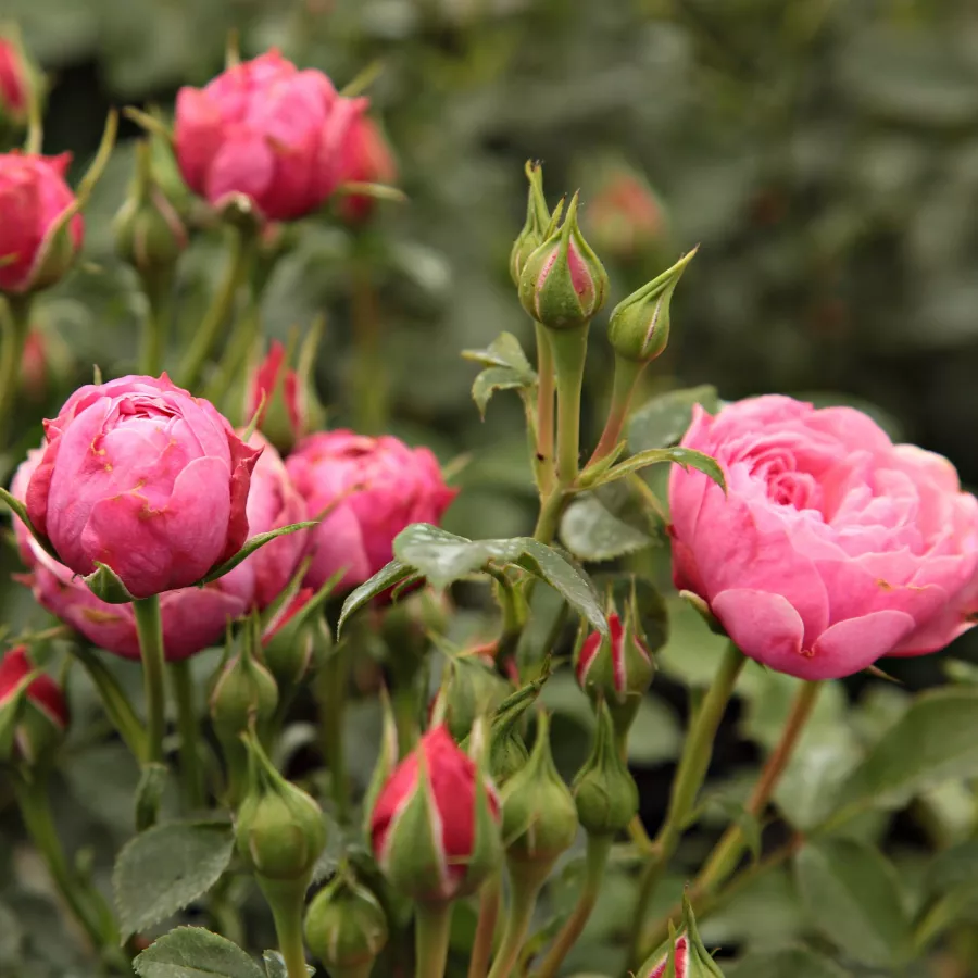 BOZpuncpix - Rosa - Punch™ - Produzione e vendita on line di rose da giardino