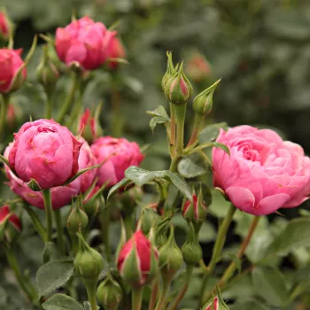 Rózsaszín - törpe - mini rózsa - diszkrét illatú rózsa - pézsmás aromájú