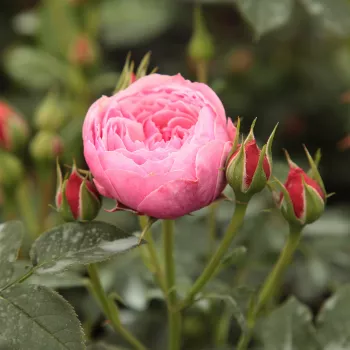 Rosa Punch™ - rosa - Rose per aiuole (Polyanthe – Floribunde) - Rosa ad alberello0