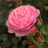 Törpe - mini rózsa - diszkrét illatú rózsa - pézsmás aromájú - rózsaszín - Rosa Punch™ - Online rózsa vásárlás