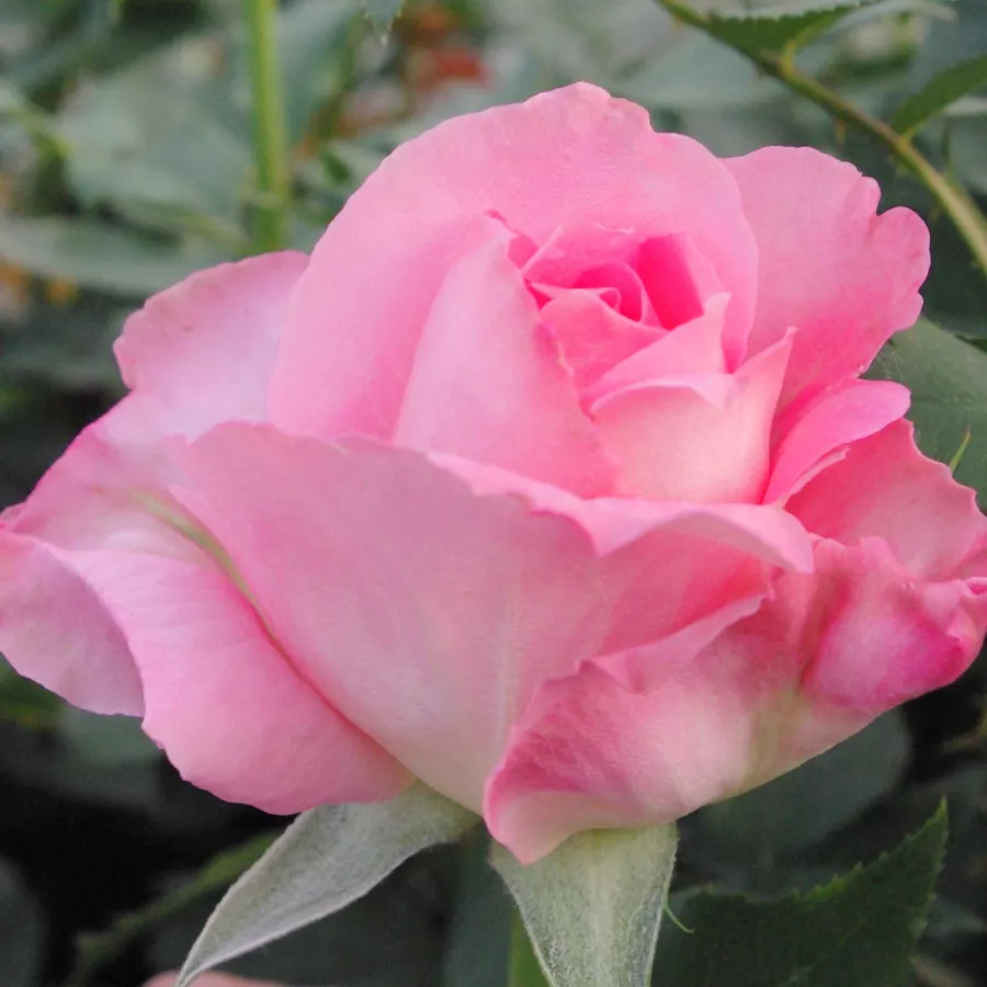 Rosa - weiß - Rosen - Aurelia - rosen online kaufen
