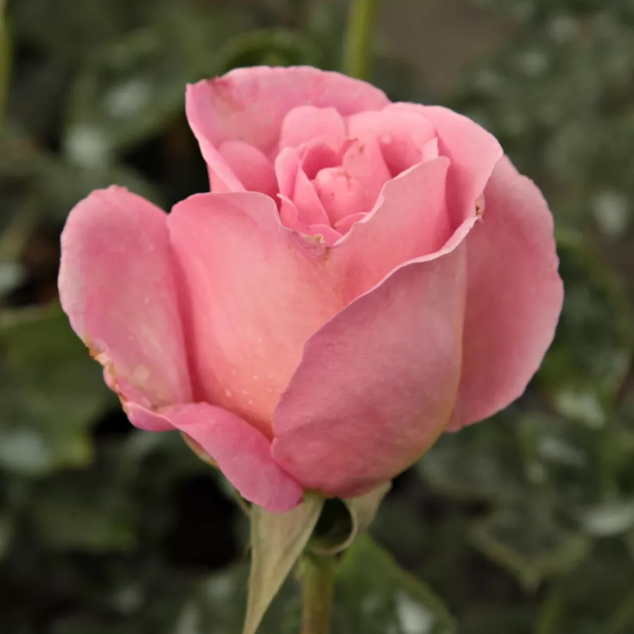 Trandafir cu parfum intens - Trandafiri - Aurelia - răsaduri și butași de trandafiri 