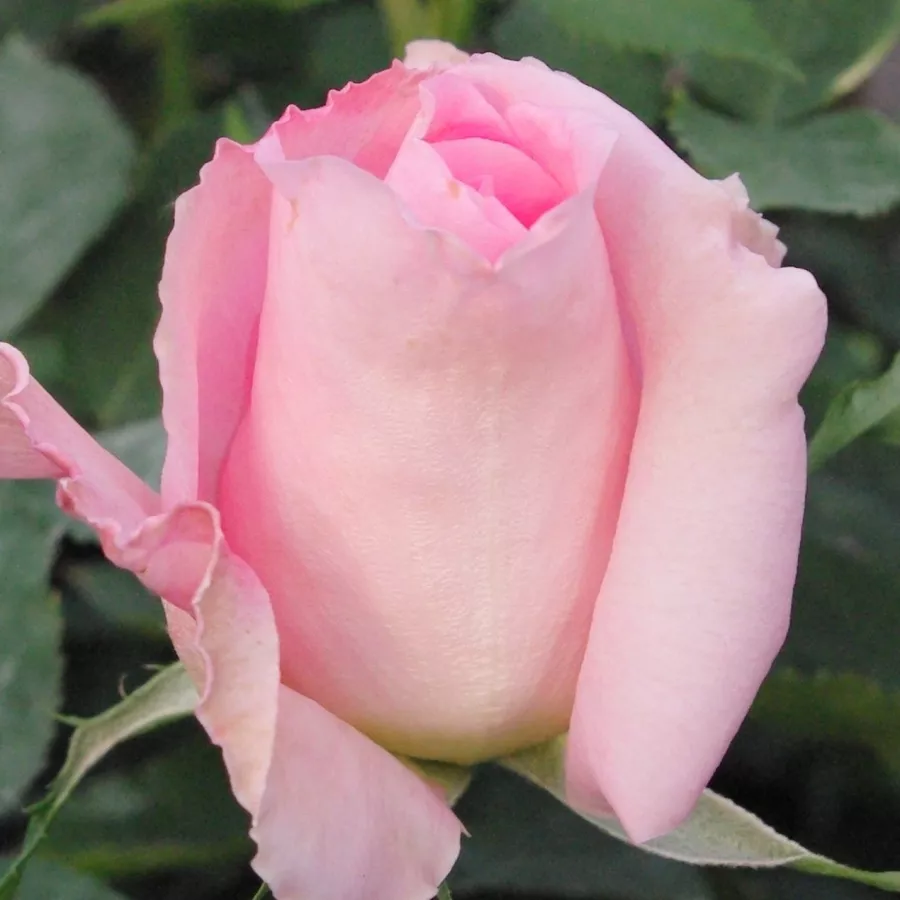 Completă - Trandafiri - Aurelia - comanda trandafiri online