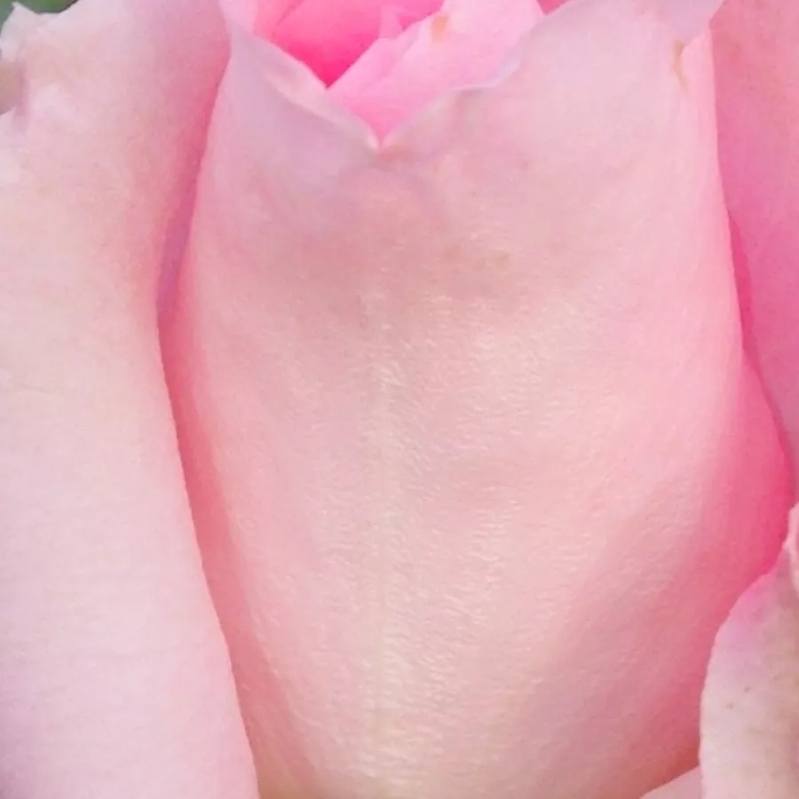 - - Roza - Aurelia - vrtnice online