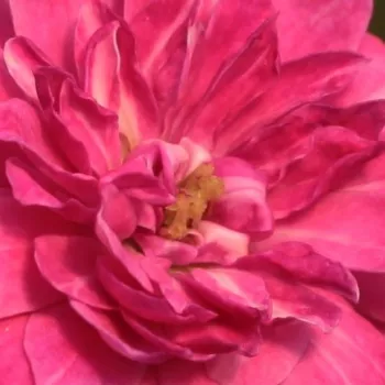 Rózsa kertészet - lila - talajtakaró rózsa - Purple Rain ® - diszkrét illatú rózsa - savanyú aromájú - (60-90 cm)