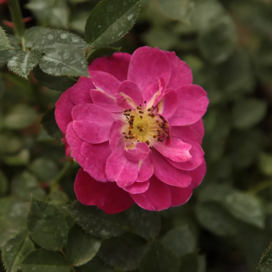 Pokrivači tla ruža - Ruža - Purple Rain ® - Narudžba ruža