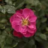 Pokrivači tla ruža - ljubičasta - diskretni miris ruže - Rosa Purple Rain ® - Narudžba ruža
