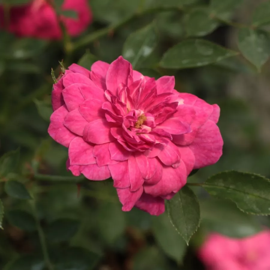 Lila - Rózsa - Purple Rain ® - Online rózsa rendelés