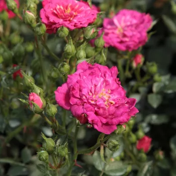 Rosa Purple Rain ® - ljubičasta - Pokrivači tla ruža