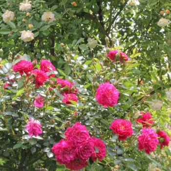 Fioletowy - róże okrywowe   (60-90 cm)