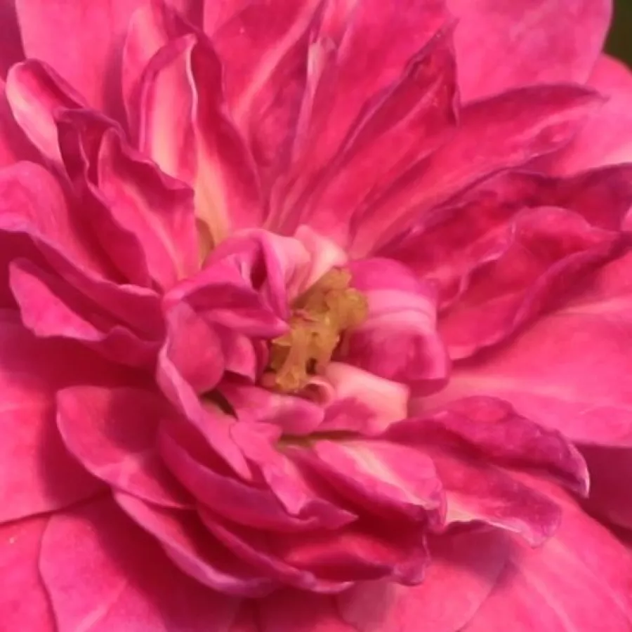 Ground cover, Shrub - Rosa - Purple Rain ® - Produzione e vendita on line di rose da giardino