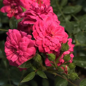 Rosa Purple Rain ® - púrpura - Árbol de Rosas Miniatura - rosal de pie alto- forma de corona compacta