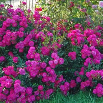 Violet - trandafiri pomisor - Trandafir copac cu trunchi înalt – cu flori mărunți