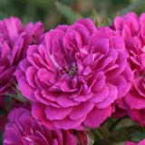 Lila - talajtakaró rózsa - diszkrét illatú rózsa - savanyú aromájú - Rosa Purple Rain ® - Online rózsa rendelés