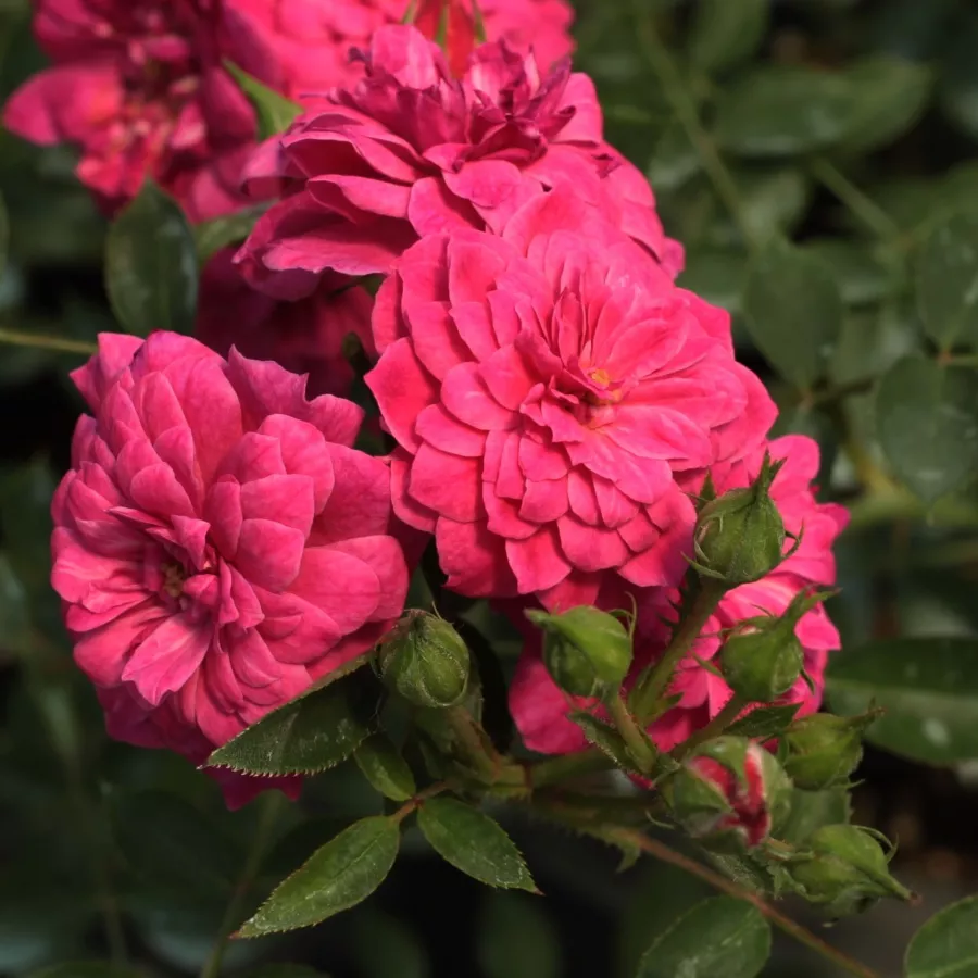 Rozetă - Trandafiri - Purple Rain ® - comanda trandafiri online
