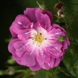 Lila - climber, futó rózsa - Online rózsa vásárlás - Rosa Purple Skyliner™ - diszkrét illatú rózsa - barack aromájú