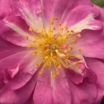 Online rózsa kertészet - lila - climber, futó rózsa - Purple Skyliner™ - diszkrét illatú rózsa - barack aromájú - (150-300 cm)
