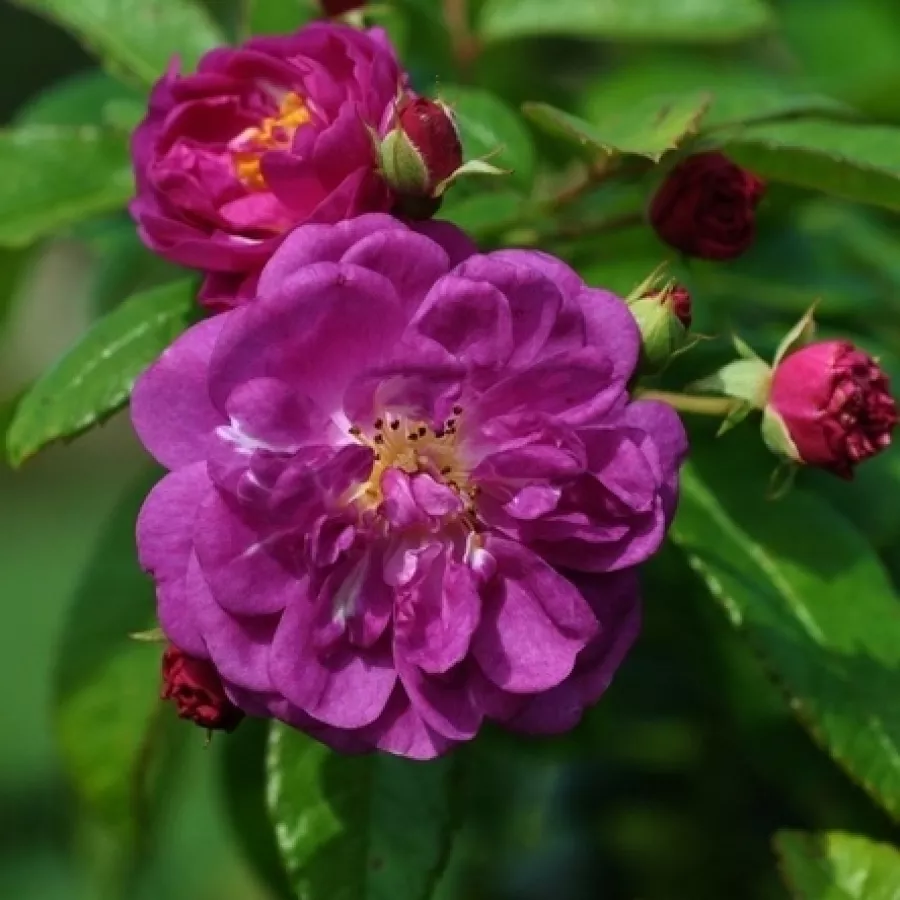 Vrtnica plezalka - Climber - Roza - Purple Skyliner™ - Na spletni nakup vrtnice