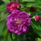 Vrtnica plezalka - Climber - vijolična - Diskreten vonj vrtnice - Rosa Purple Skyliner™ - Na spletni nakup vrtnice