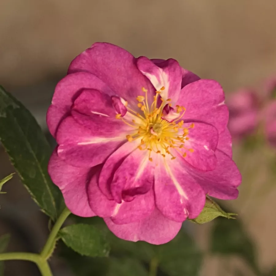 Lila - Rózsa - Purple Skyliner™ - Online rózsa rendelés