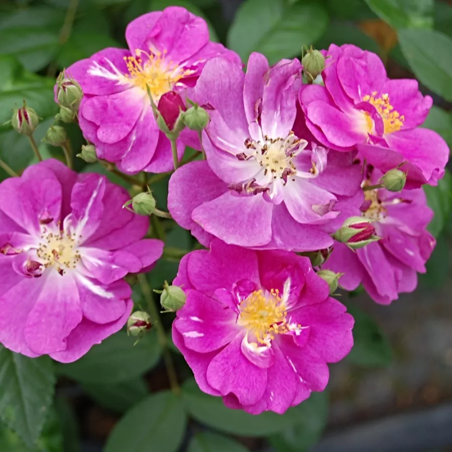 Mierna vôňa ruží - Ruža - Purple Skyliner™ - Ruže - online - koupit