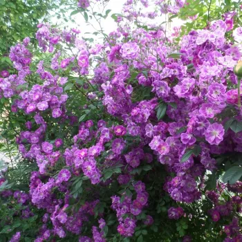 Violet - Trandafiri climber   (150-300 cm)