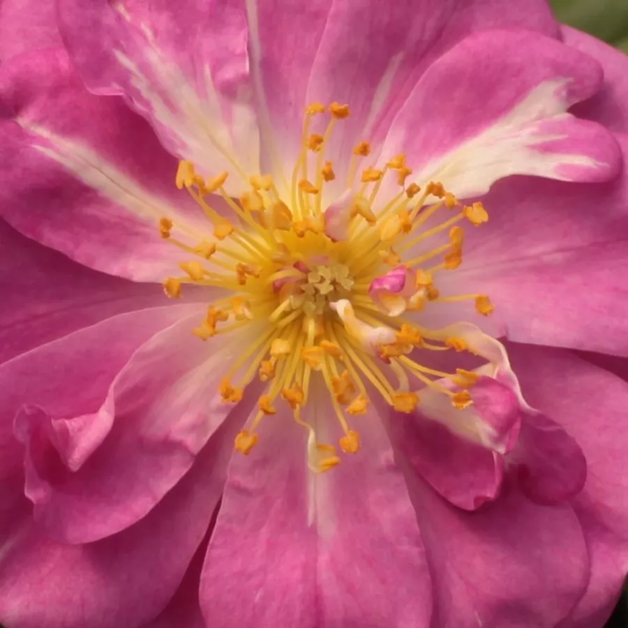 Climber, Large-Flowered Climber - Rosa - Purple Skyliner™ - Produzione e vendita on line di rose da giardino