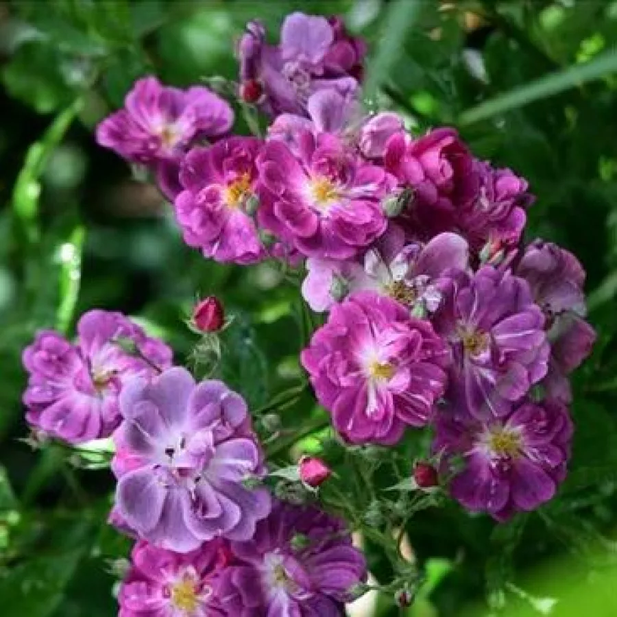 Róża pienna - Róże pienne - z drobnymi kwiatami - Róża - Purple Skyliner™ - 