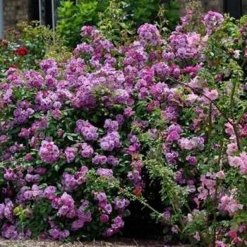 Lila - apróvirágú - magastörzsű rózsafa - diszkrét illatú rózsa - barack aromájú