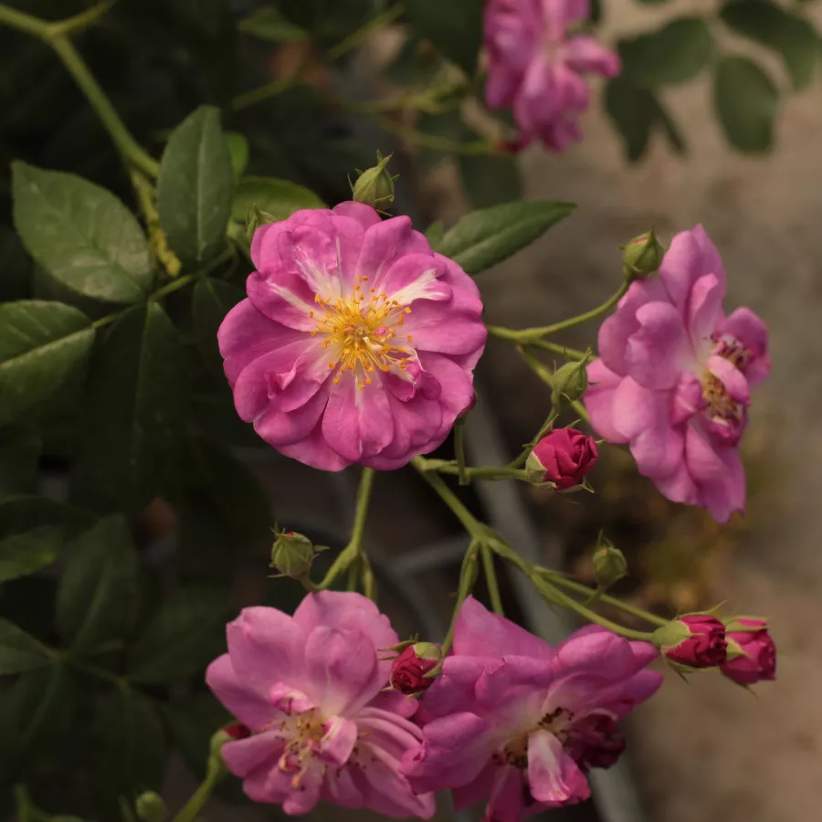 Trandafiri climber - Trandafiri - Purple Skyliner™ - comanda trandafiri online