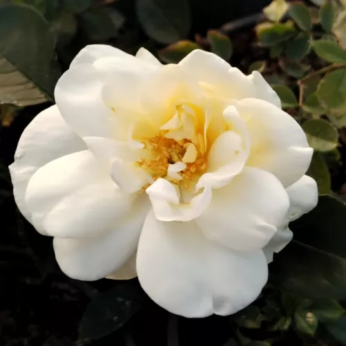 Sourire d'Orchidée