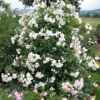 Kagylórózsaszín, amely a nyílás során fehérre fakul. - climber, futó rózsa - enyhe, visszafogott illatú rózsa - friss, almás karakterű