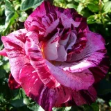 Pink - bed and borders rose - floribunda - moderately intensive fragrance - Purple Tiger - rose shopping online