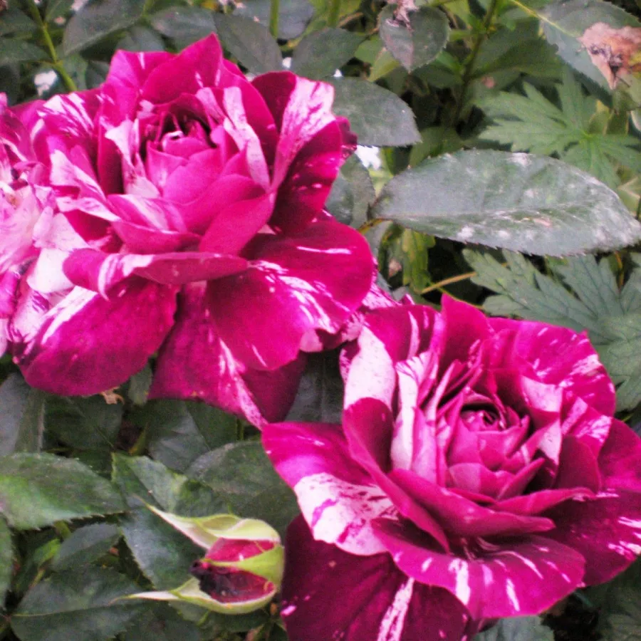 Trandafiri Floribunda - Trandafiri - Purple Tiger™ - răsaduri și butași de trandafiri 