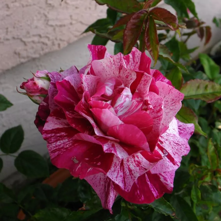 Filiżankowy - Róża - Purple Tiger™ - sadzonki róż sklep internetowy - online