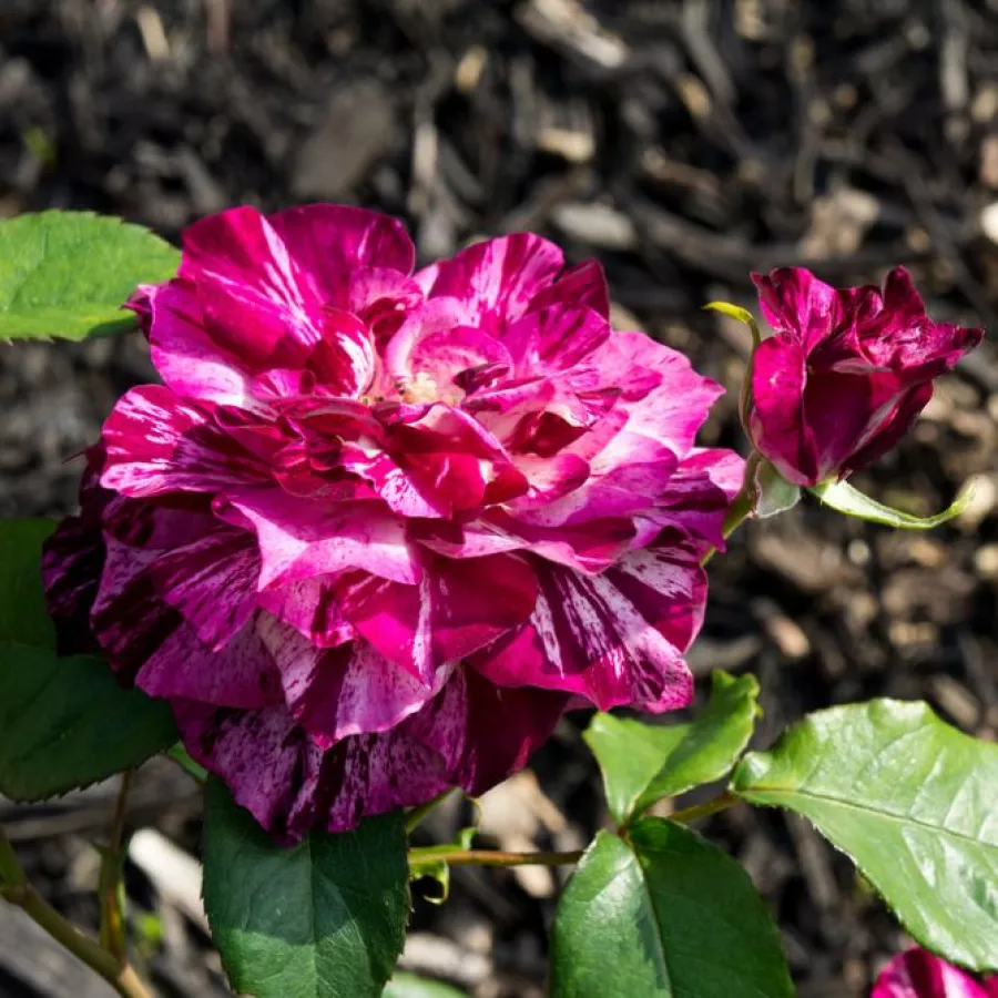 Plină, densă - Trandafiri - Purple Tiger™ - comanda trandafiri online